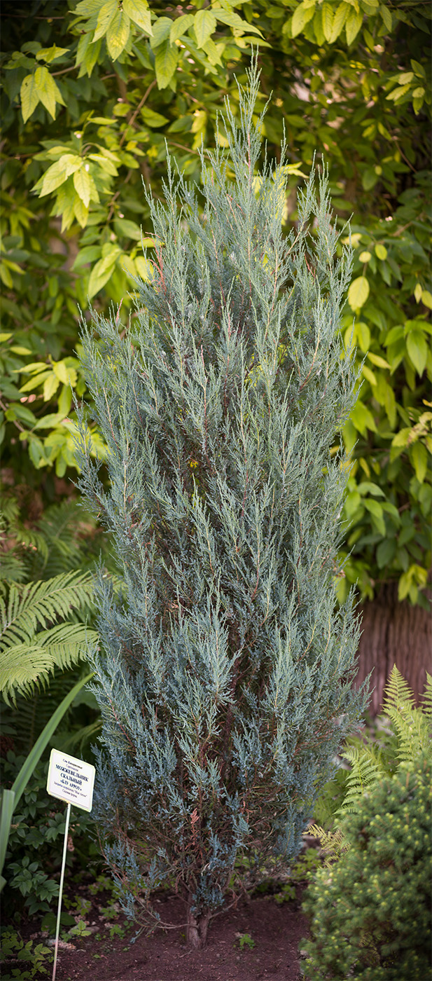 Изображение особи Juniperus scopulorum.