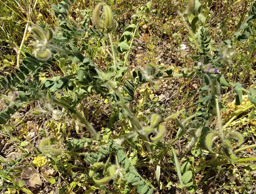 Изображение особи Astragalus commixtus.