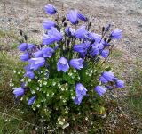 Campanula rotundifolia. Цветущее растение в куртине цветущей очанки. Кольский полуостров, Восточный Мурман, пос. Дальние Зеленцы, обочина просёлка. 22.07.2010.