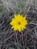 Adonis vernalis