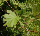 Crataegus chlorocarpa