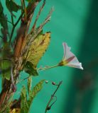 Convolvulus arvensis