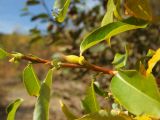 Salix rorida