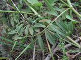 Astragalus onobrychis