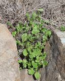 Rumex hastifolius