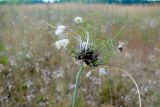 Allium oleraceum