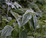 Urtica dioica