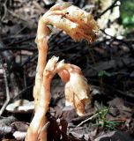 Hypopitys monotropa. Верхушка растения с соцветиями с фуражирующим муравьём. Московская обл., Одинцовский р-н, окр. г. Кубинка, смешанный лес с участками преобладания ели. 22.07.2019.