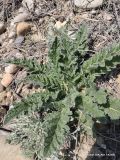 Phlomoides kirghisorum