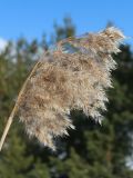 Phragmites australis. Зрелое прошлогоднее соплодие. Ленинградская обл., окр. пос. Большая Ижора, берег Финского залива, гребень песчаного берегового вала. 02.04.2023.