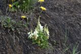 Campanula alliariifolia