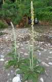 Verbascum gnaphalodes