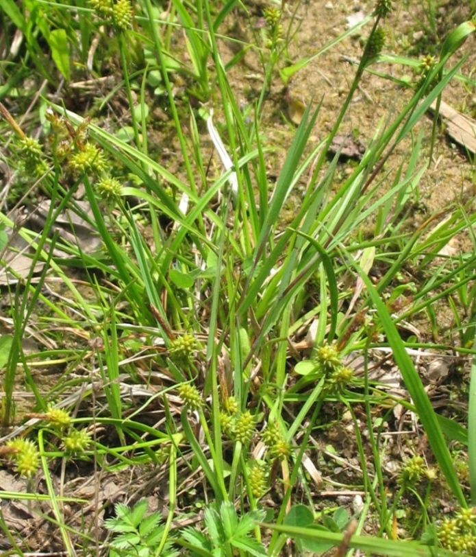 Изображение особи Carex serotina.