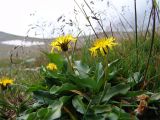 Taraxacum stevenii