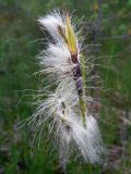 Eriophorum angustifolium