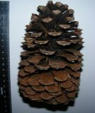 Pinus pinaster