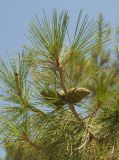 Pinus brutia