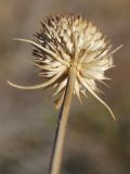 Dipsacus dipsacoides