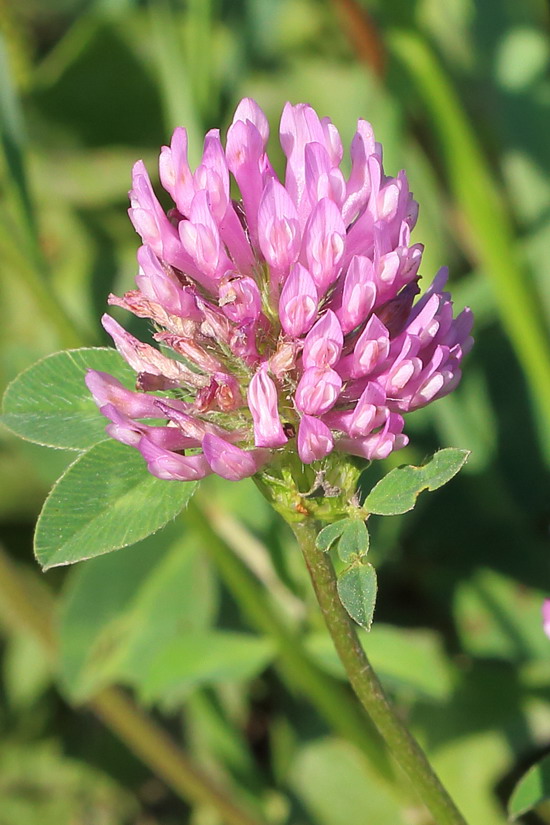 Клевер луговой (Trifolium pratense)