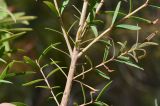 Melaleuca linariifolia