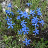 Gentiana uniflora