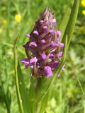 Dactylorhiza incarnata