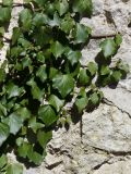 Hedera helix