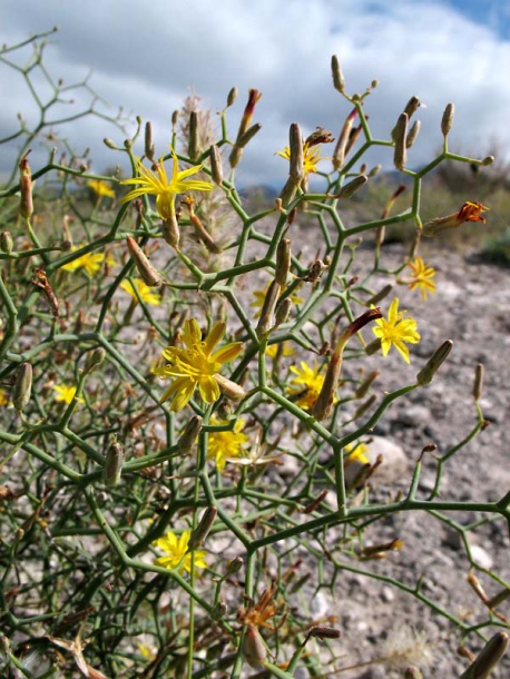 Изображение особи Launaea arborescens.