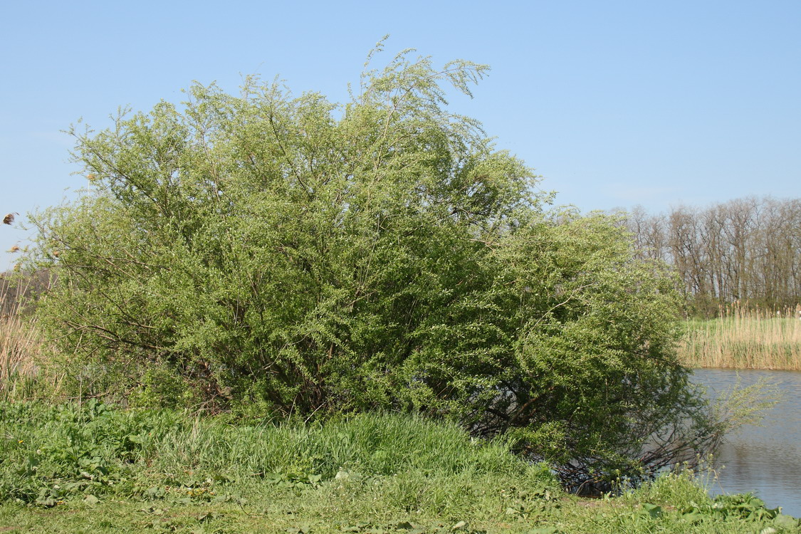 Ива трёхтычинковая (Salix triandra)