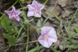 Convolvulus cantabrica