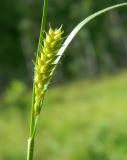 Carex hirta