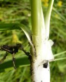 Allium nutans