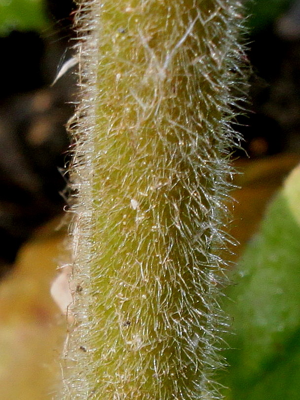 Изображение особи семейство Saxifragaceae.