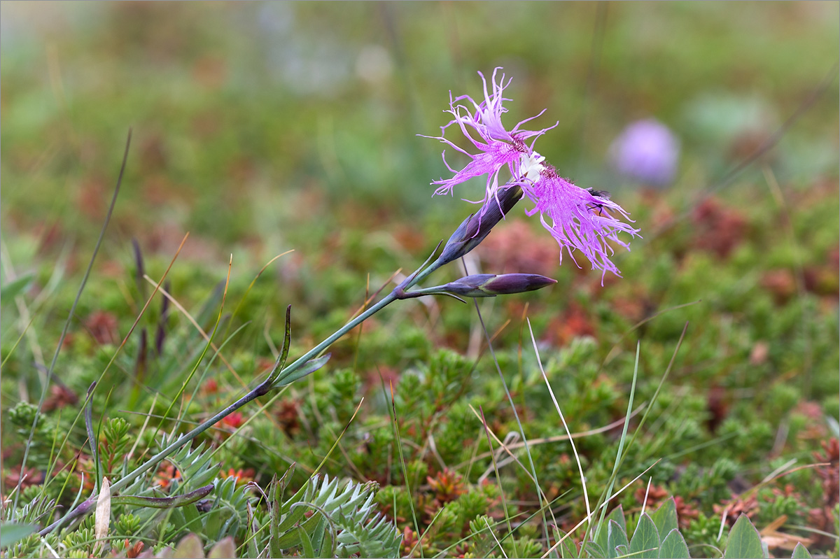 Изображение особи Dianthus superbus ssp. norvegicus.