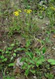 Senecio erraticus