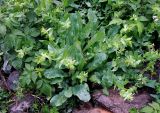 Cerinthe glabra ssp. caucasica