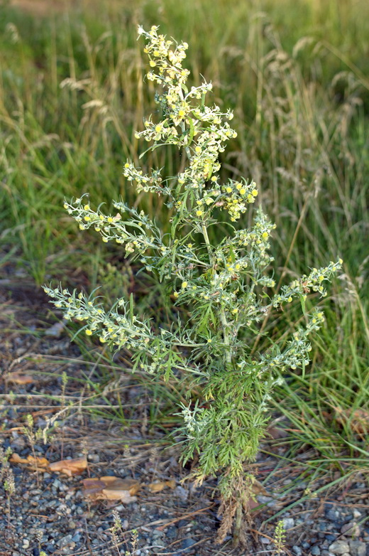 Изображение особи Artemisia sieversiana.