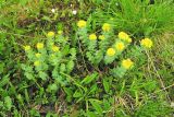 Rhodiola rosea