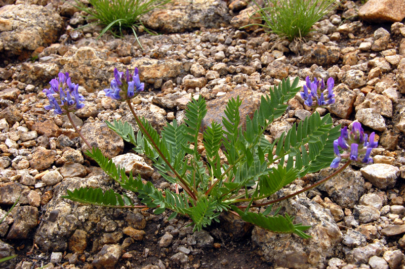 Изображение особи Oxytropis altaica.