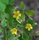 Oxalis stricta