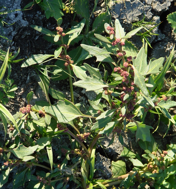 Image of Oxybasis rubra specimen.