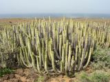 Euphorbia canariensis. Вегетирующее растение. Испания, Канарские о-ва, Тенерифе, мыс Тено, заросли суккулентных кустарников на каменистом пляже. 5 марта 2008 г.