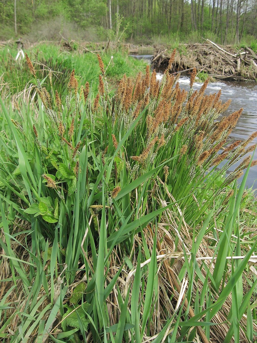 Изображение особи Carex cespitosa.