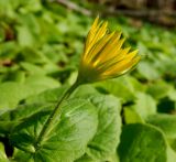 Doronicum orientale