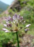 Allium splendens. Соцветие. Якутия (Саха), Нерюнгринский р-н, берег р. Тимптон в р-не руч. Ирисовый Восточный. 11.07.2012.