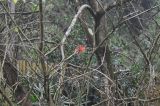Erythrina stricta. Ветки с соцветием. Южный Китай, Гуандун, геопарк Дансия (Шаогуань) (Shaoguan Danxia Mountain Geopark). 26 февраля 2016 г.