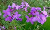 Hesperis matronalis