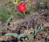 Tulipa suaveolens