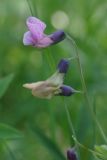 Lathyrus linifolius. Соцветие (var. montanus). Санкт-Петербург, Пушкинский р-н, Павловский парк, разнотравный луг. 02.06.2016.