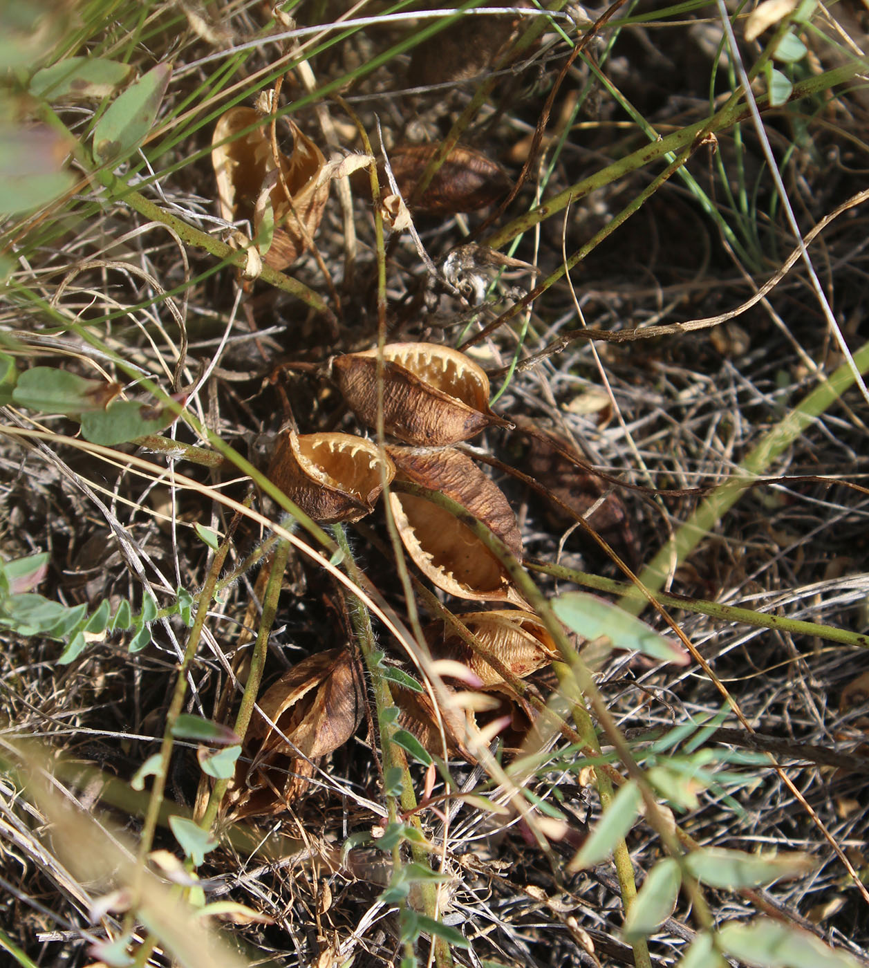 Изображение особи Astragalus henningii.